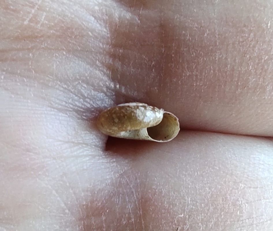 Aegopinella epipedostoma epipedostoma  - Mireia Lara