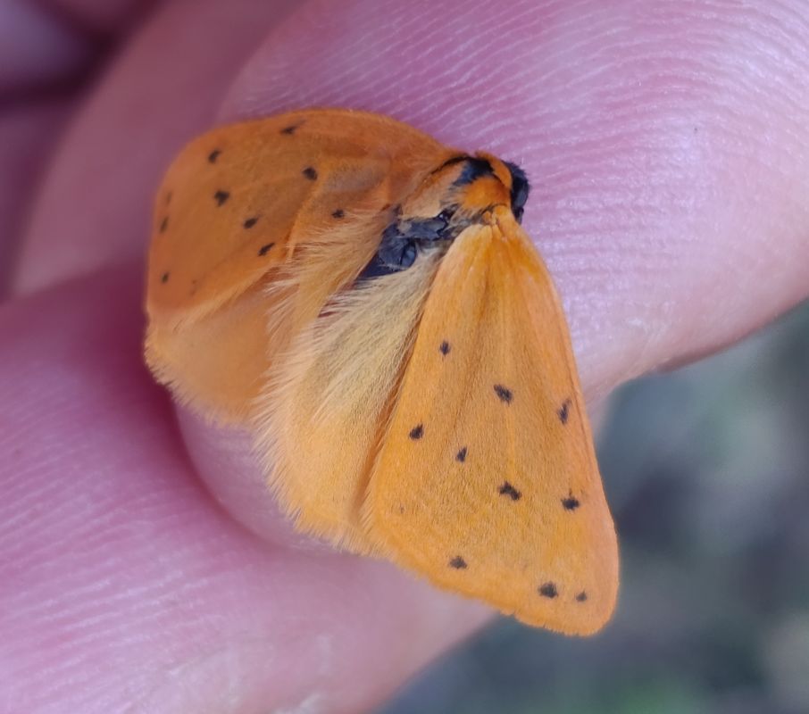 Setina flavicans  - Daniel González