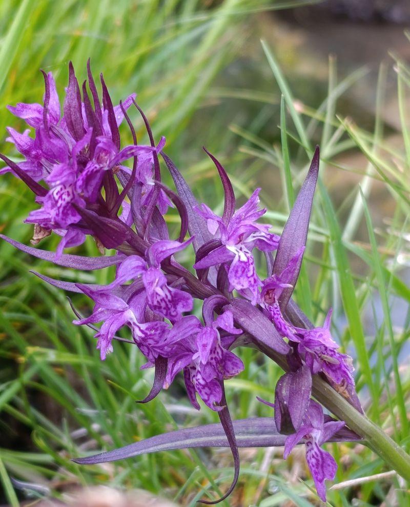 Dactylorhiza majalis  - Daniel González