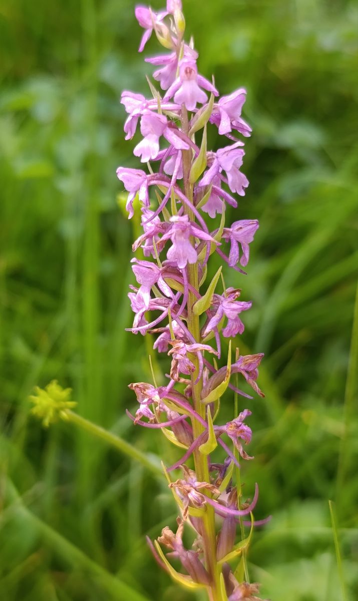 Gymnadenia conopsea  - Daniel González