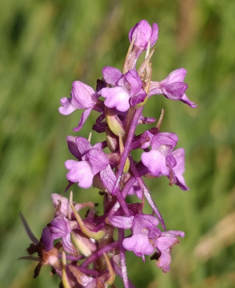 Gymnadenia conopsea  - Daniel González