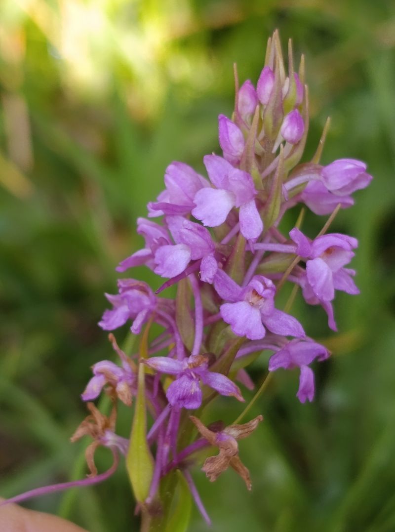Gymnadenia conopsea  - Daniel González