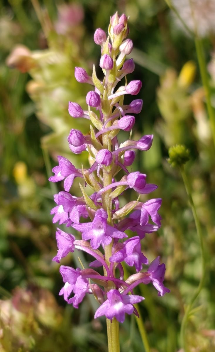 Gymnadenia densiflora  - Daniel González