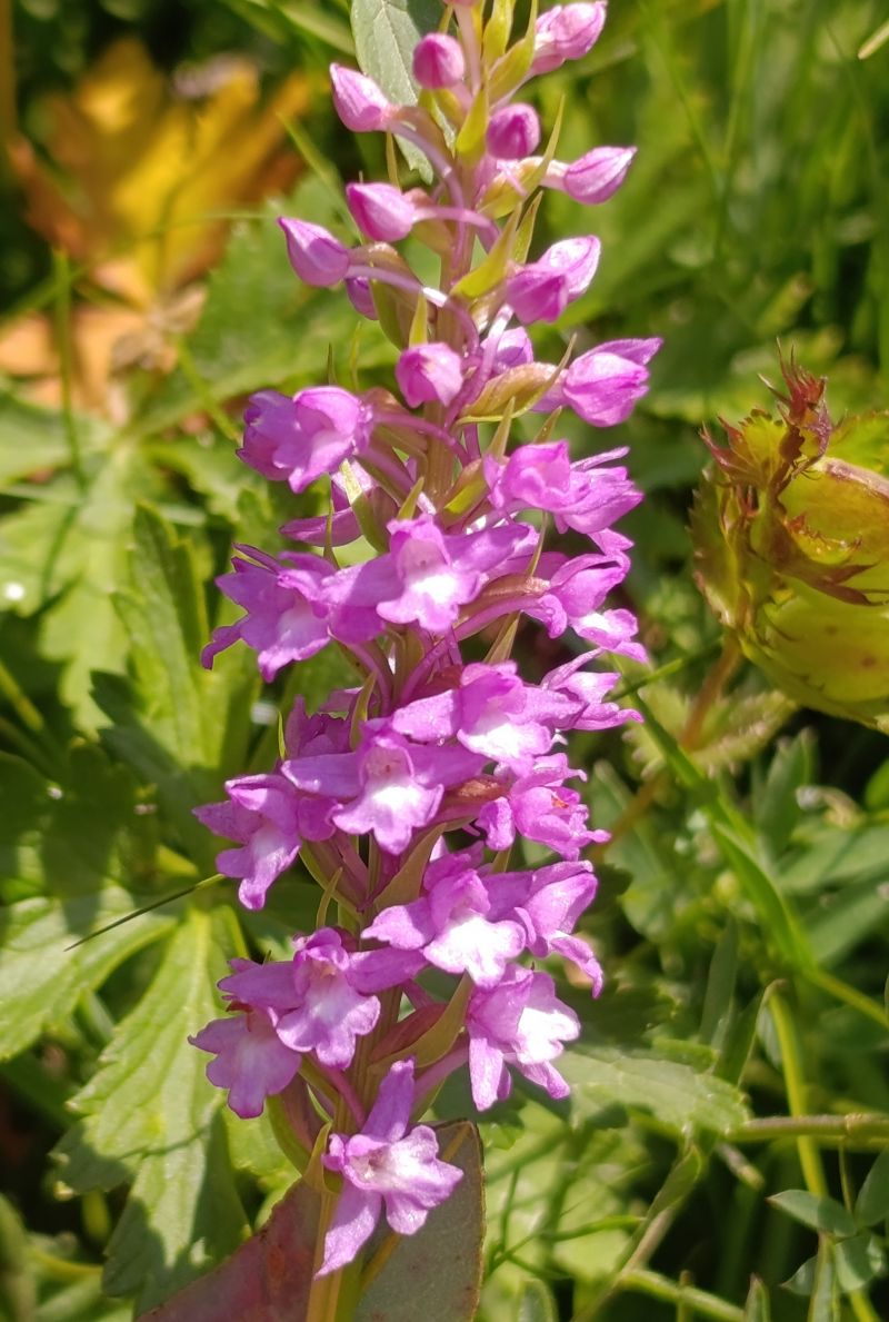 Gymnadenia densiflora  - Daniel González