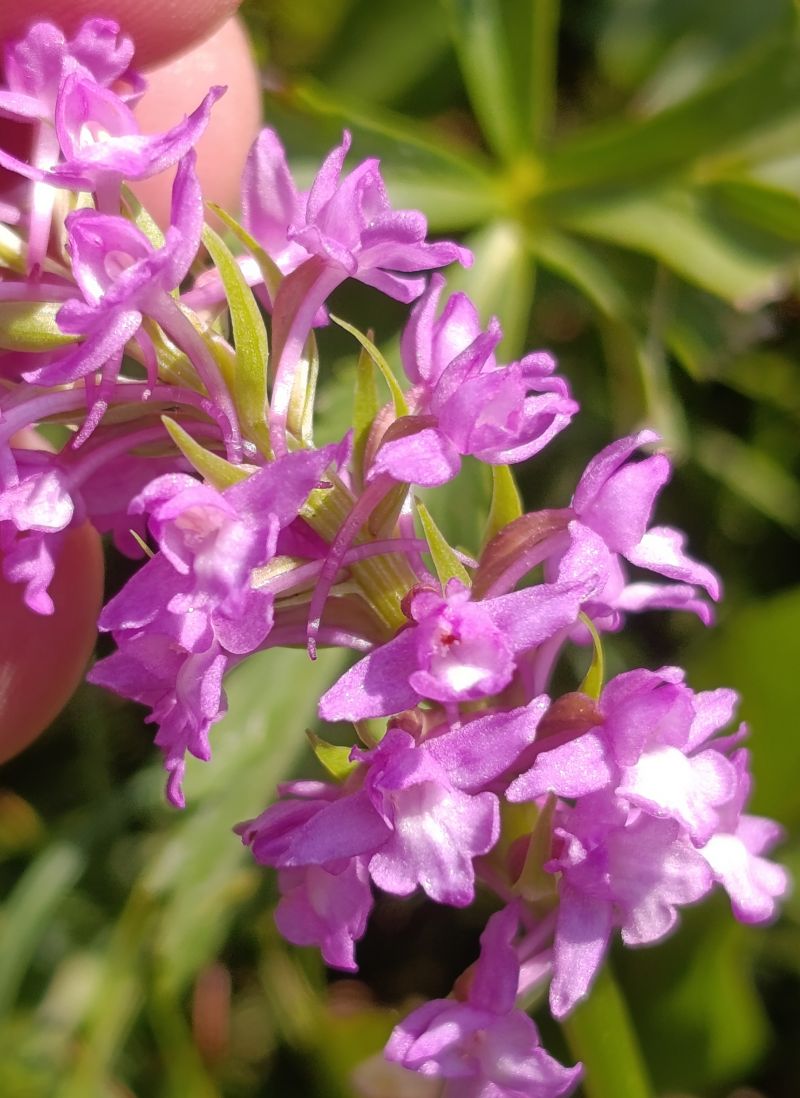 Gymnadenia densiflora  - Daniel González