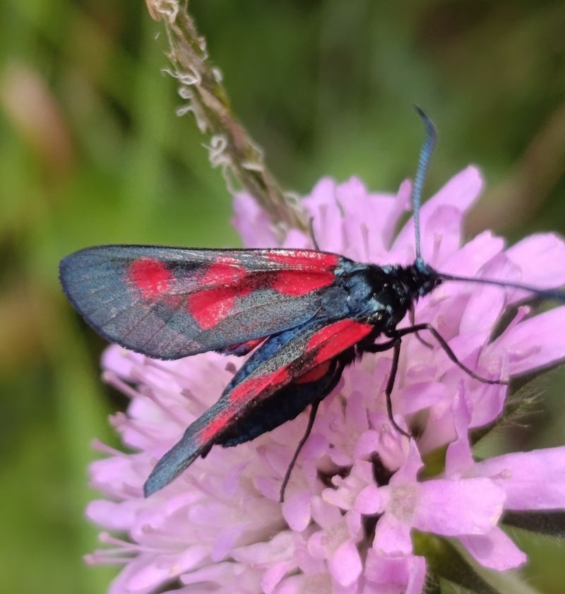 Zygaena nevadensis  - Daniel González