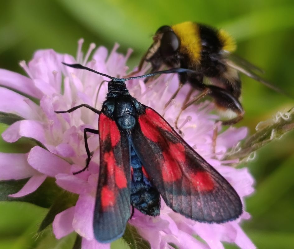 Zygaena nevadensis  - Daniel González