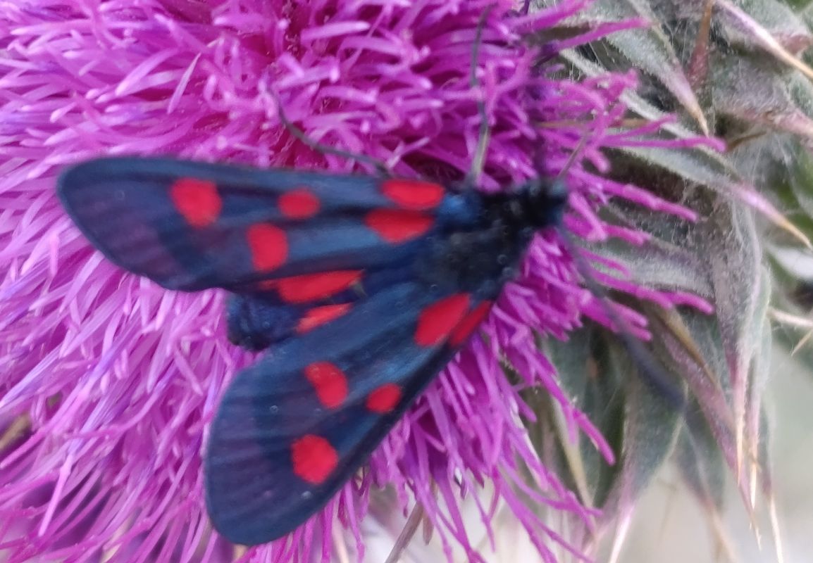 Zygaena lonicerae  - Daniel González