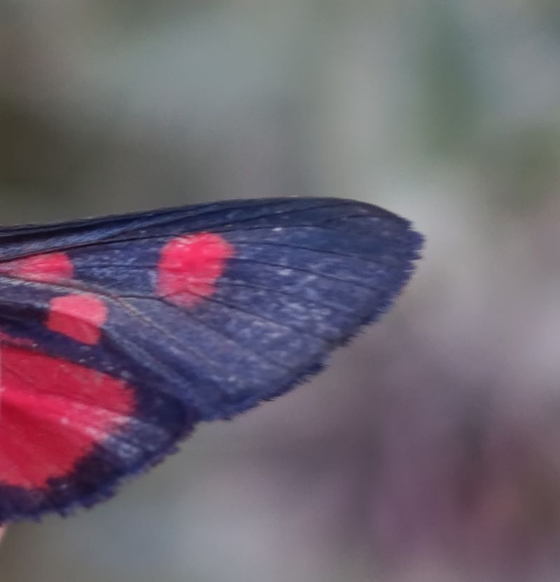 Zygaena lonicerae  - Daniel González
