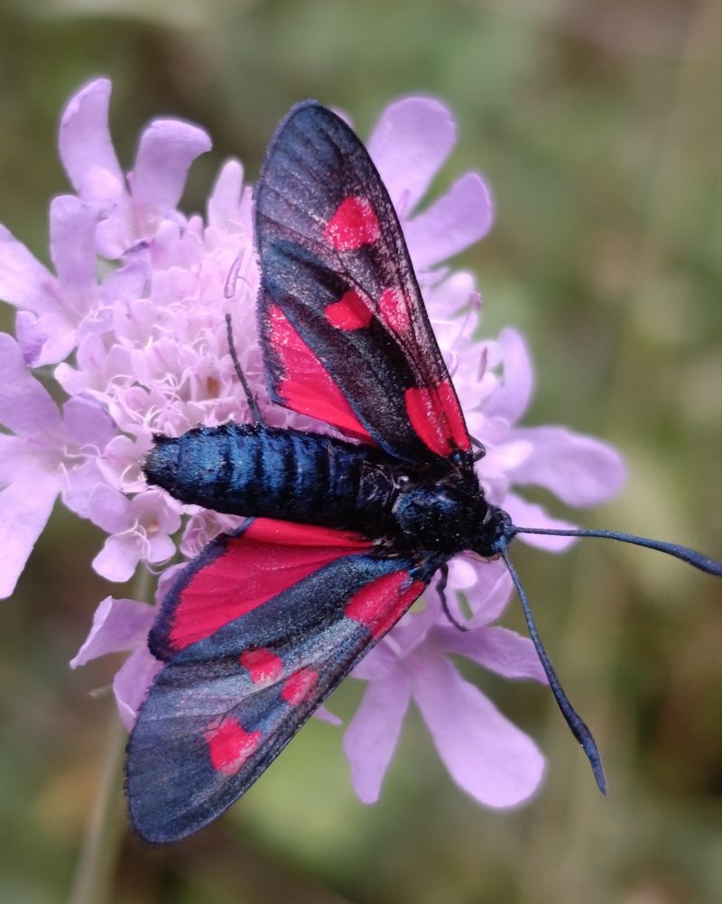 Zygaena filipendulae  - Daniel González