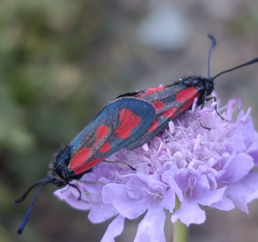 Zygaena loti  - Daniel González