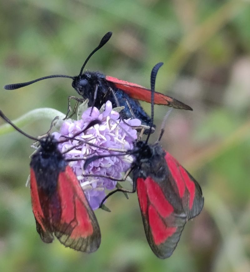 Zygaena purpuralis  - Daniel González
