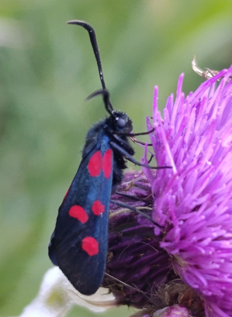 Zygaena lonicerae  - Daniel González