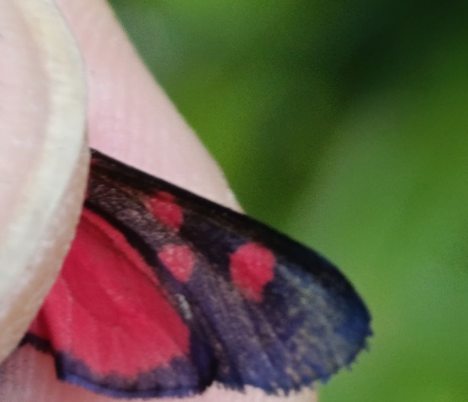 Zygaena lonicerae  - Daniel González