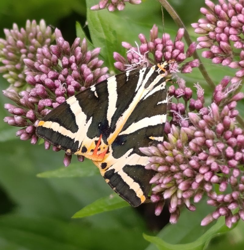 Euplagia quadripunctaria  - Daniel González