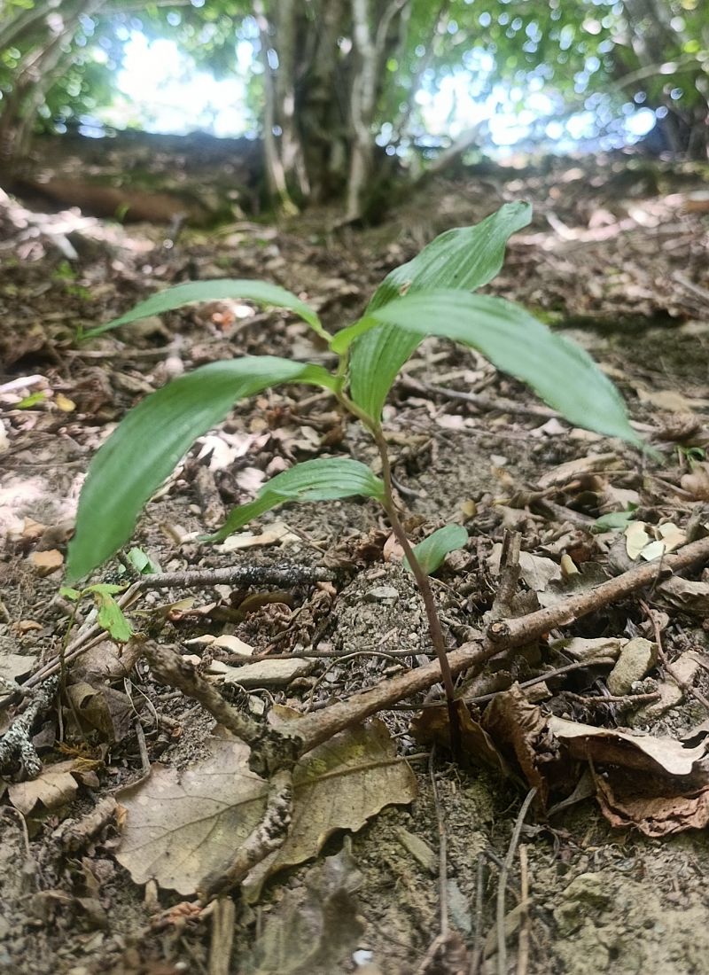 Epipactis helleborine var. minor  - Daniel González