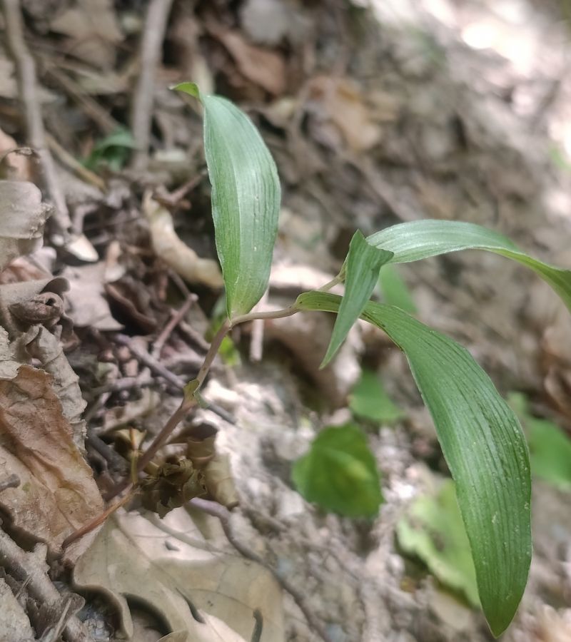 Epipactis helleborine var. minor  - Daniel González