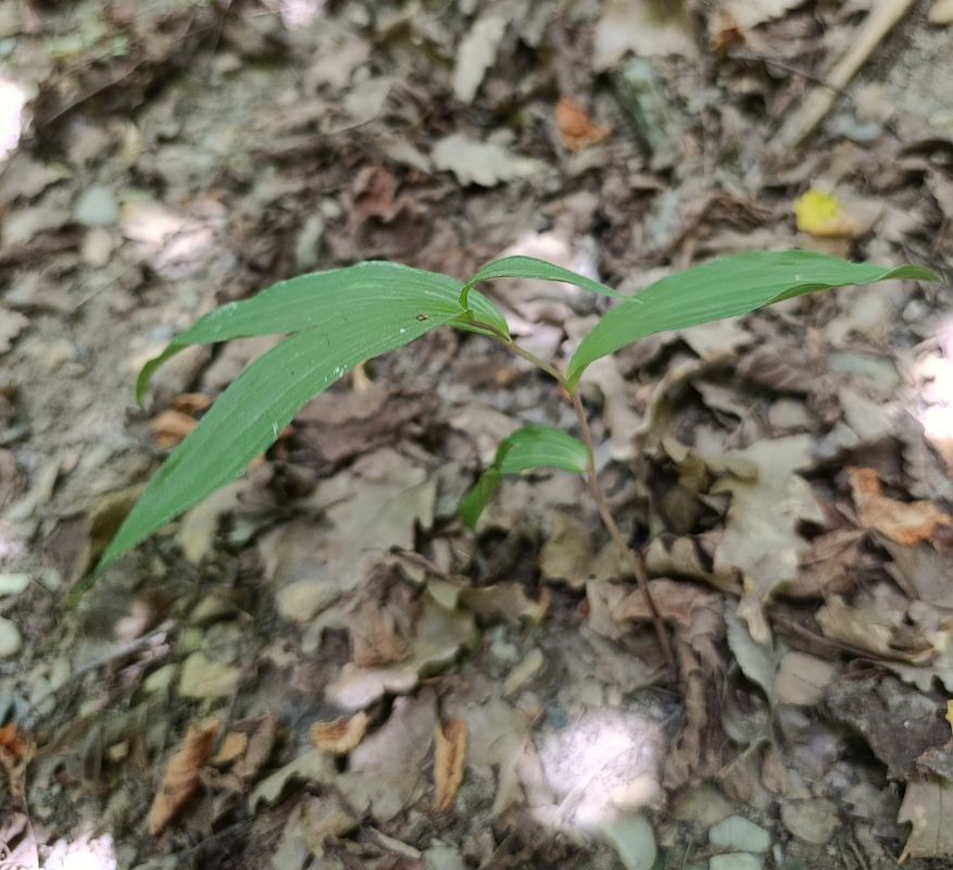 Epipactis helleborine var. minor  - Daniel González
