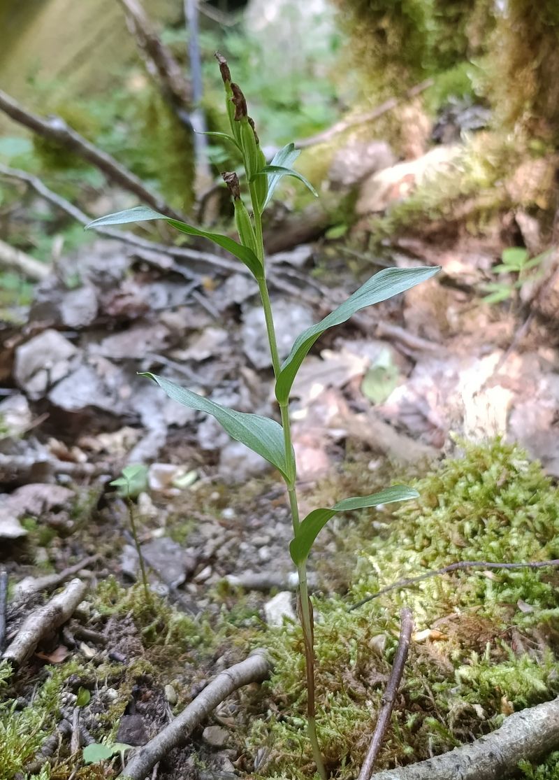 Cephalanthera damasonium  - Daniel González