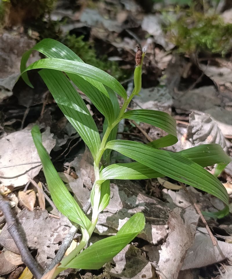 Cephalanthera longifolia  - Daniel González