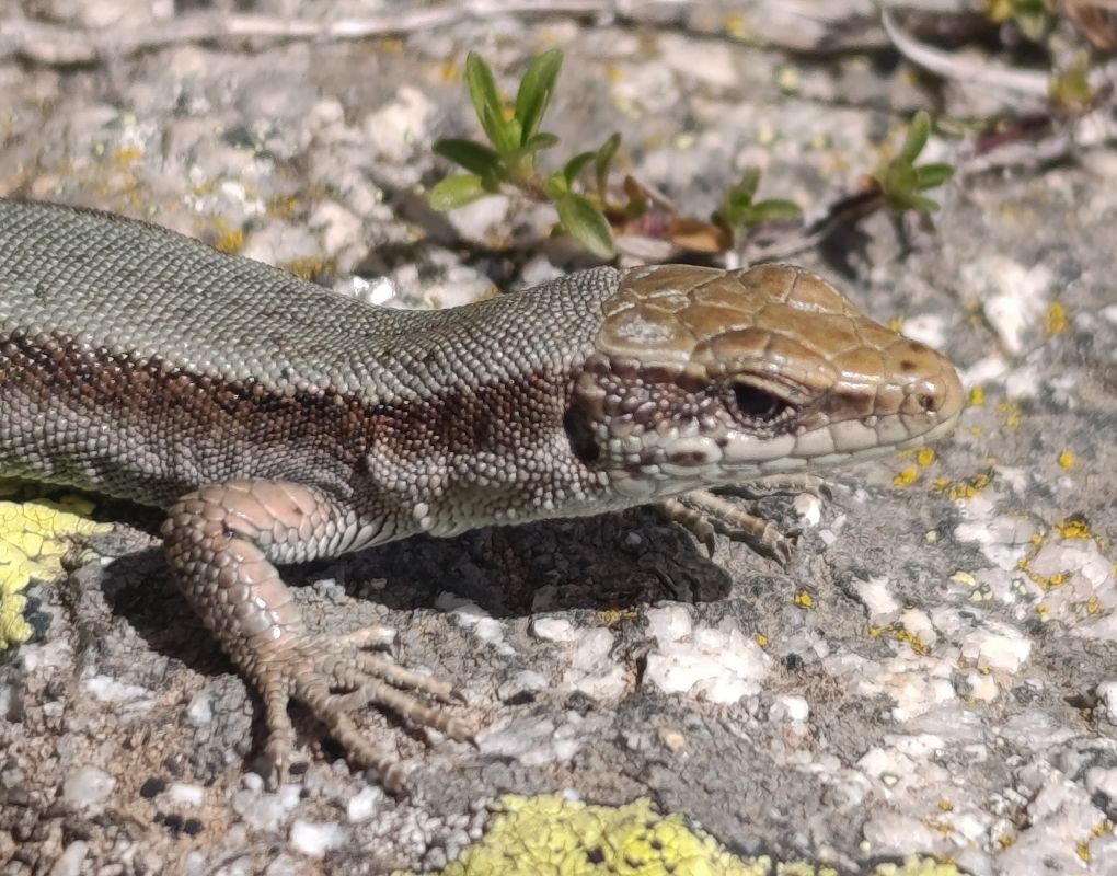 Lézard pyrénéen de Bonnal  - Daniel González