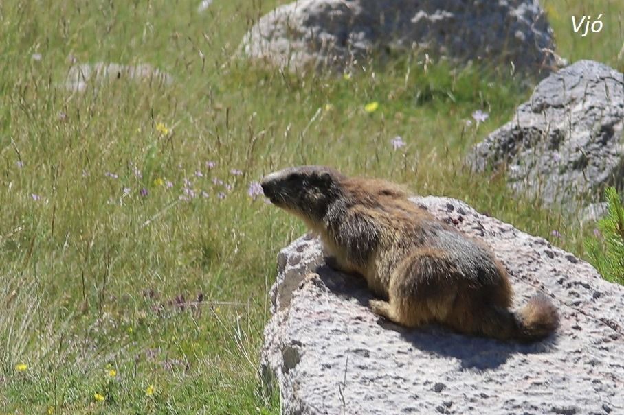 Marmota  - Lluís Vilamajó