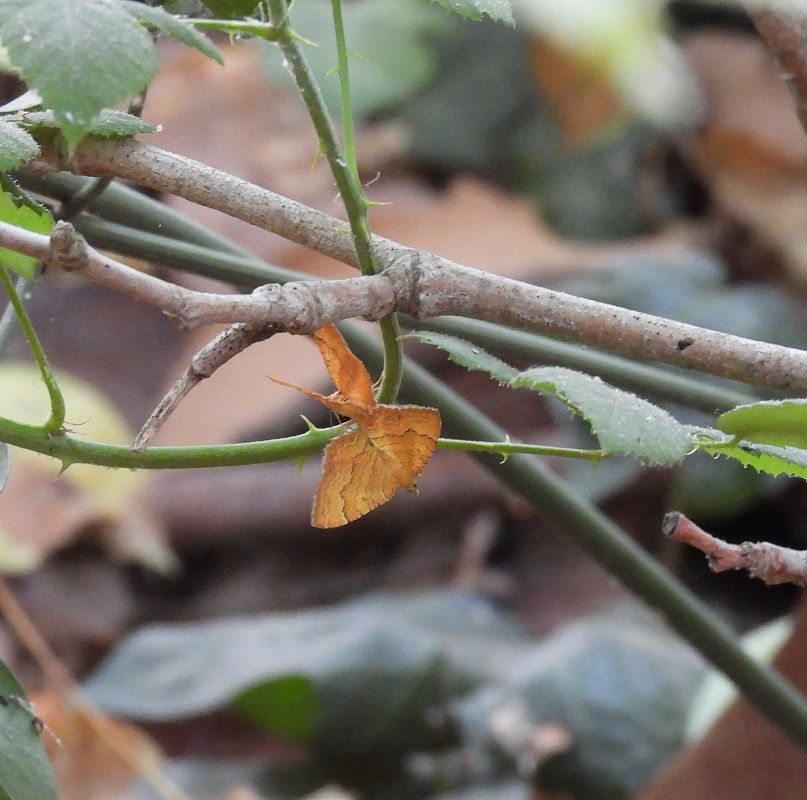 Camptogramma bilineata  - Núria Formatger Masferrer