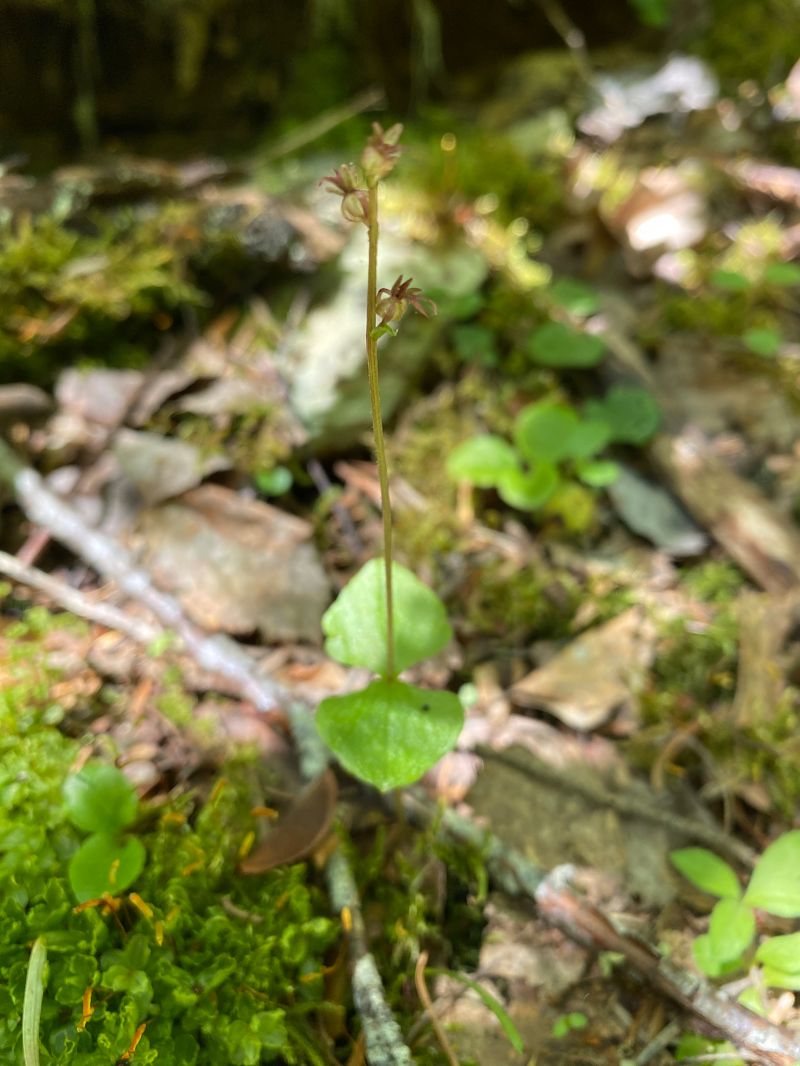 Neottia cordata  - Xavier Alamany
