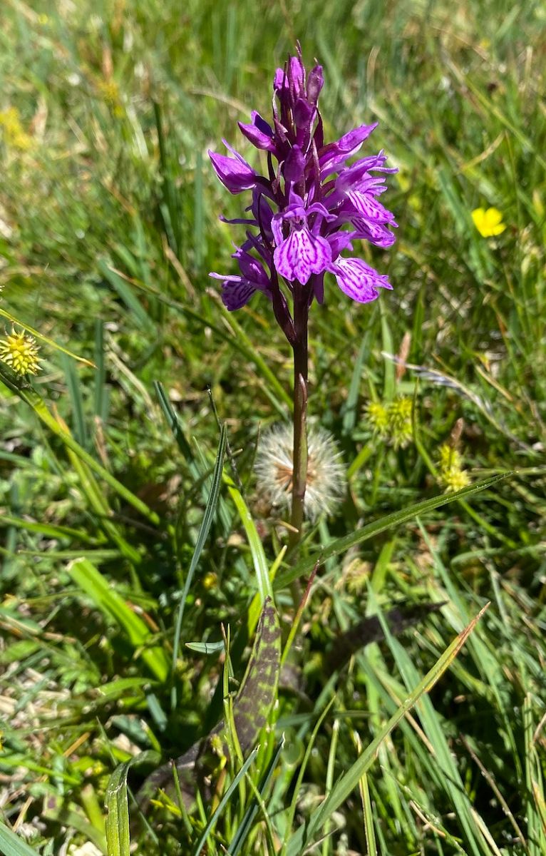 Dactylorhiza savogiensis  - Xavier Alamany