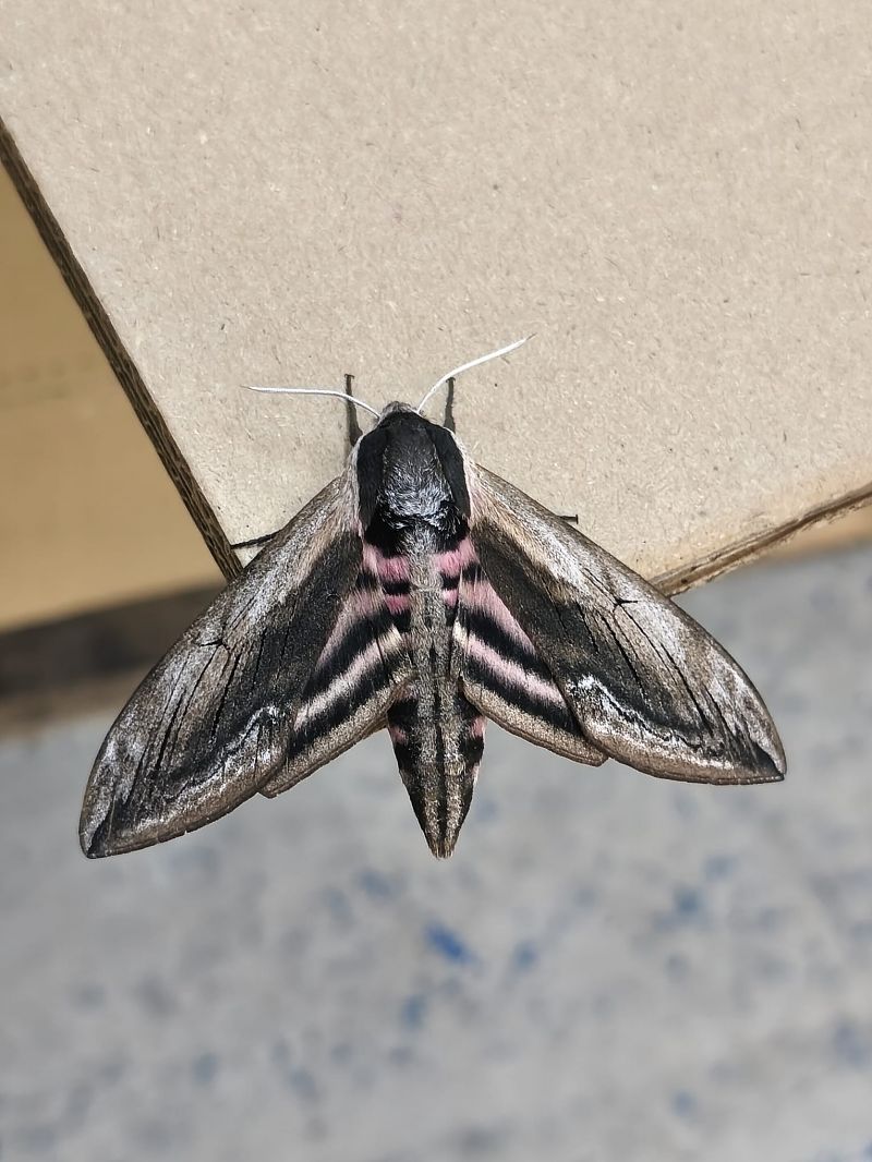 Sphinx ligustri  - Feli Guardado