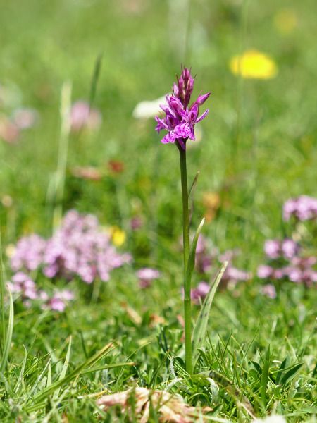Dactylorhiza sp.  - Ramon Calvet i Falgueras