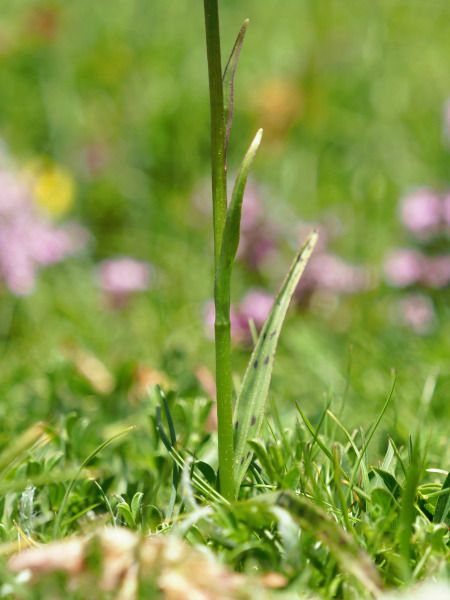 Dactylorhiza sp.  - Ramon Calvet i Falgueras