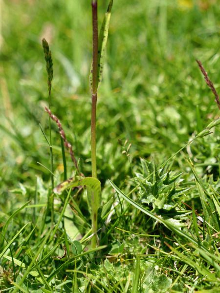 Dactylorhiza sp.  - Ramon Calvet i Falgueras