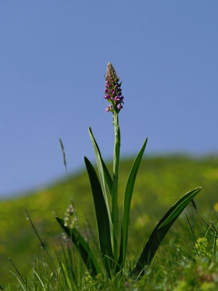 Gymnadenia conopsea  - Ramon Calvet i Falgueras