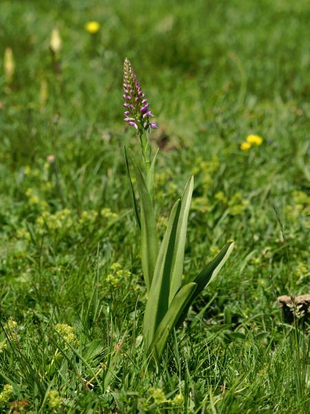 Gymnadenia conopsea  - Ramon Calvet i Falgueras