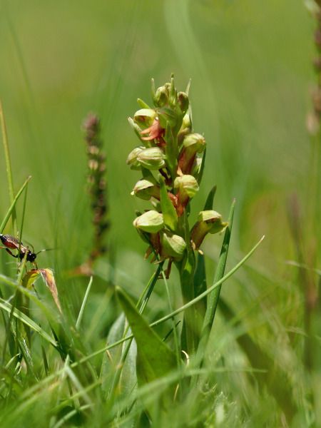 Coeloglossum viride  - Ramon Calvet i Falgueras