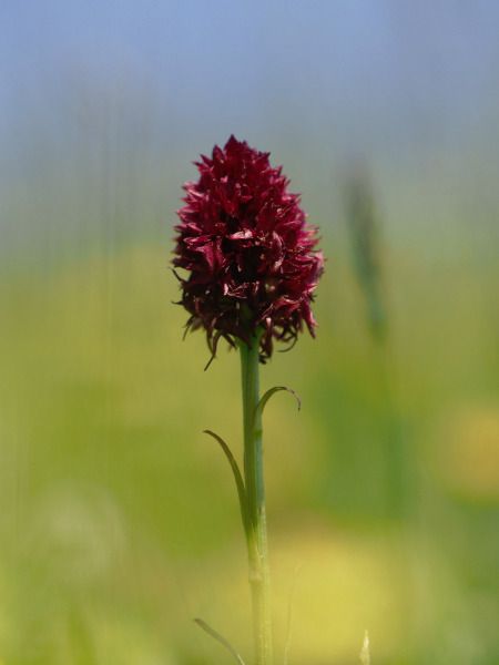 Gymnadenia gabasiana  - Ramon Calvet i Falgueras