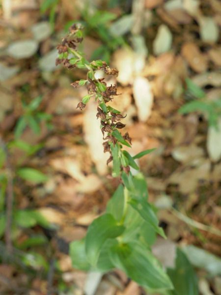 Epipactis sp.  - Ramon Calvet i Falgueras