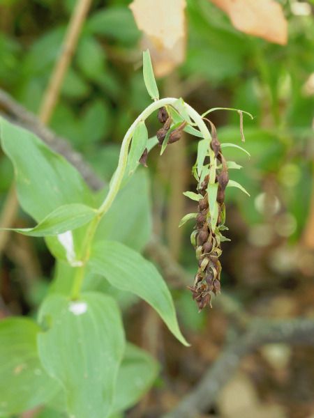 Epipactis sp.  - Ramon Calvet i Falgueras