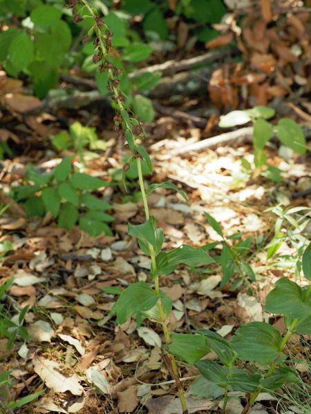 Epipactis sp.  - Ramon Calvet i Falgueras