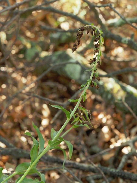 Epipactis sp.  - Ramon Calvet i Falgueras
