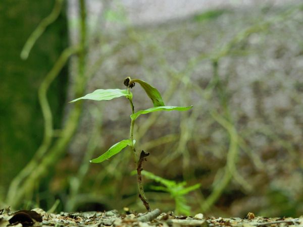 Epipactis sp.  - Ramon Calvet i Falgueras