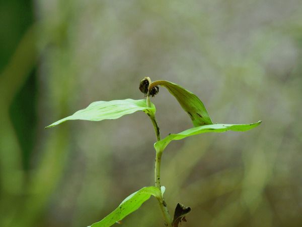 Epipactis sp.  - Ramon Calvet i Falgueras