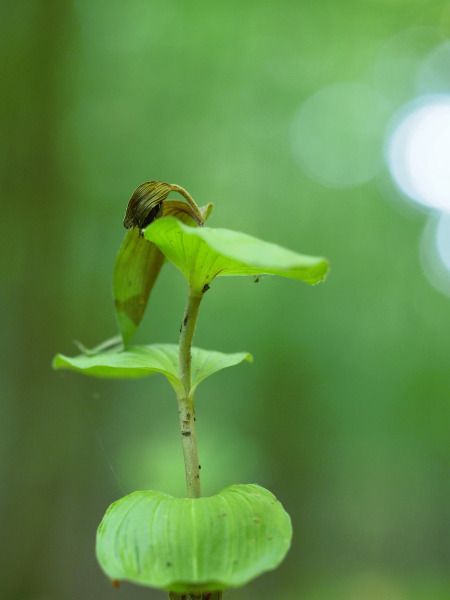 Epipactis sp.  - Ramon Calvet i Falgueras