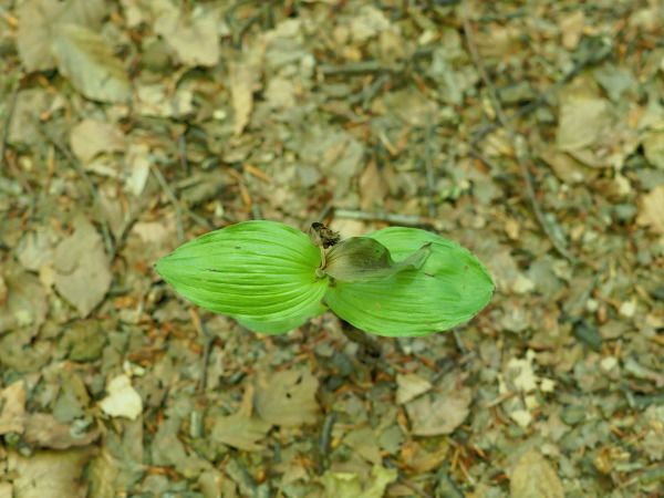 Epipactis sp.  - Ramon Calvet i Falgueras