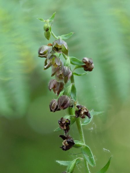 Epipactis sp.  - Ramon Calvet i Falgueras