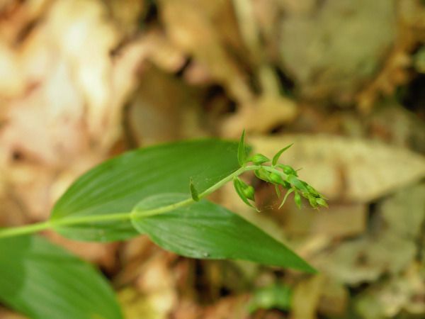 Epipactis sp.  - Ramon Calvet i Falgueras