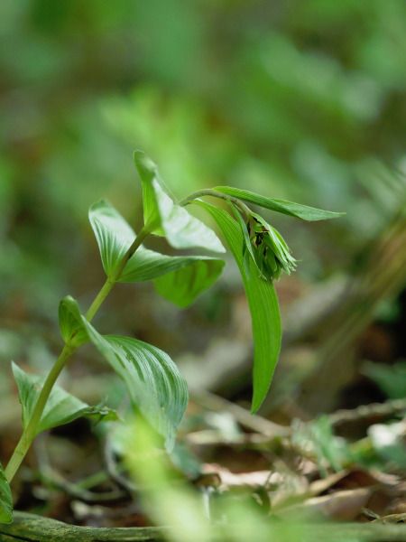 Epipactis sp.  - Ramon Calvet i Falgueras