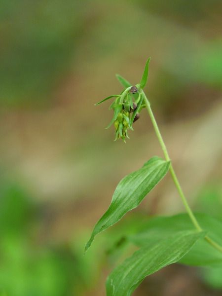Epipactis sp.  - Ramon Calvet i Falgueras