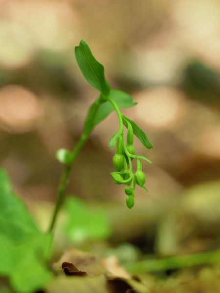 Epipactis exilis  - Ramon Calvet i Falgueras